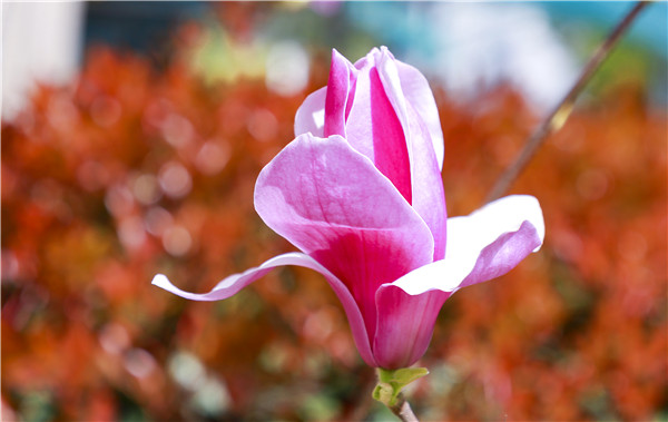 春暖花開，等你歸來——邀你云賞南新春景，以慰思念