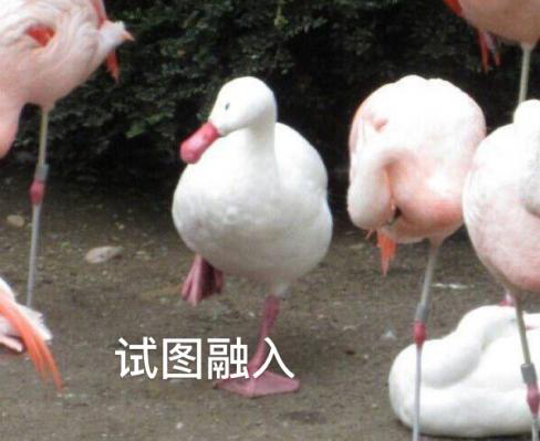 新華互聯(lián)網(wǎng)科技正式入駐Bilibili！會摩擦出什么樣火花呢？